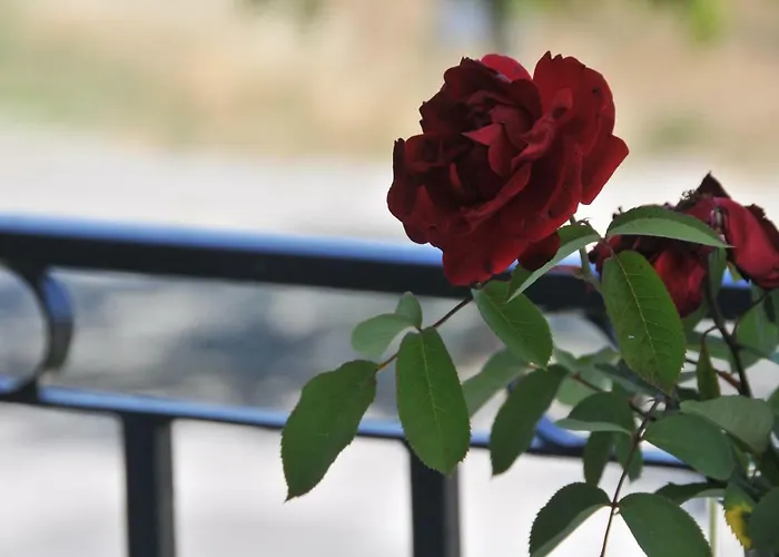 Guest house Casa Da Lardosa